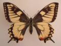 Papilio machaon aberration from Germany (Internet Image property of respective owner, non-commercial use only)